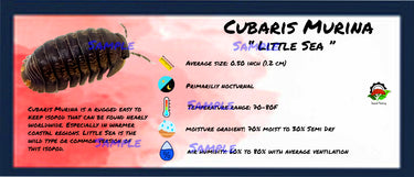 Cubaris Murina Little Sea Isopod Bin Label